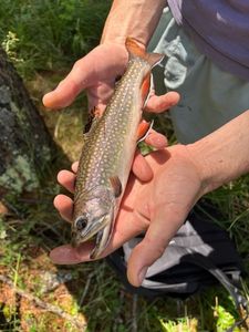 Brook Trout