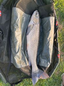 Grass Carp