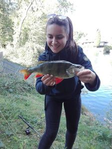 European Perch