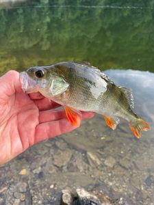 European Perch