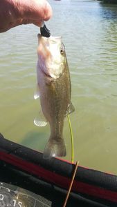 Largemouth Bass