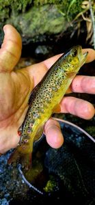 Brown Trout