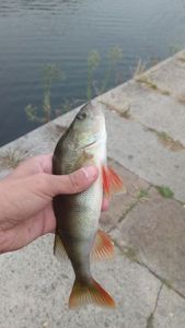 European Perch