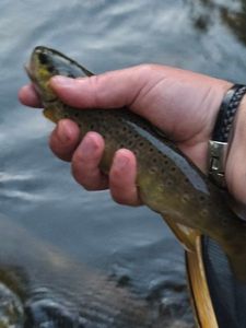 Brown Trout
