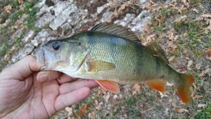 European Perch