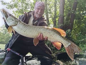 Northern Pike