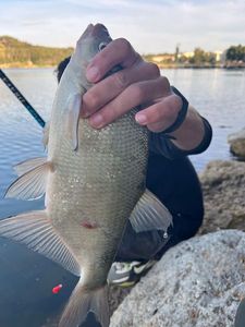 Common Bream