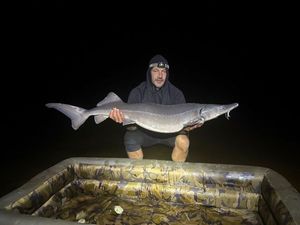 Siberian Sturgeon