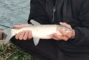 Grass Carp