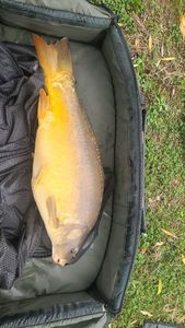 Leather Carp