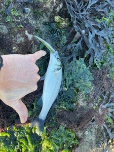 European Bass (Seabass)