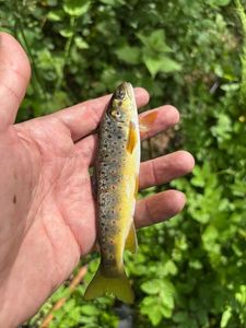 Brown Trout