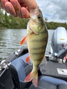 European Perch