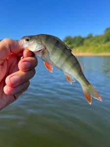 European Perch