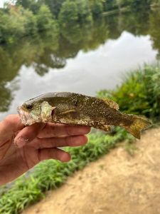 Largemouth Bass