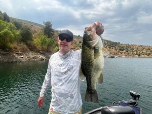 Largemouth Bass
