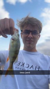 European Perch