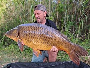 Common Carp