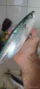 Mackerel