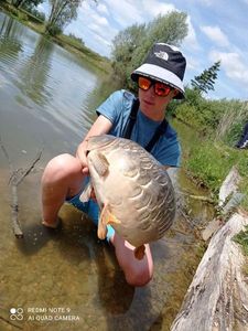 Mirror Carp