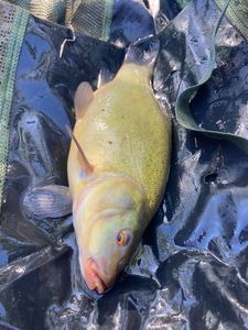 Tench