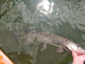 Northern Pike