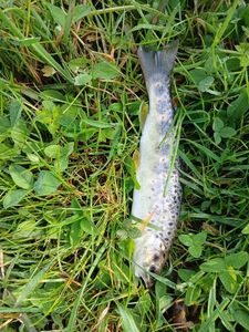 Brown Trout