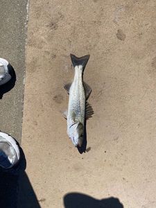 European Bass (Seabass)