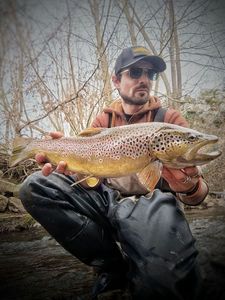Brown Trout
