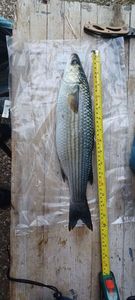 Golden grey mullet