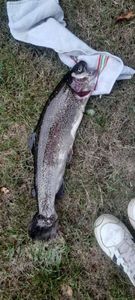 Rainbow Trout