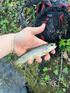 Brown Trout
