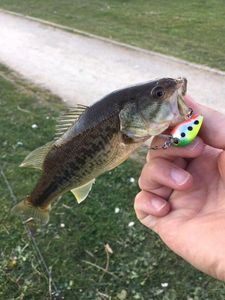 Largemouth Bass