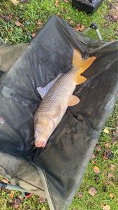 Common Carp