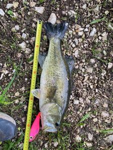 Largemouth Bass