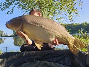 Mirror Carp