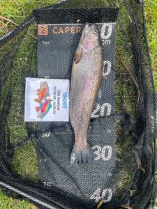 Rainbow Trout
