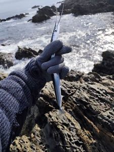 Garfish