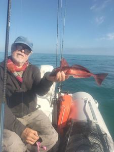 Red Gurnard