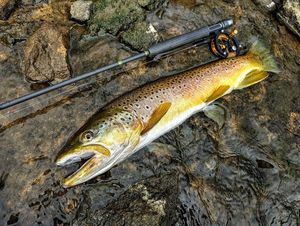 Brown Trout