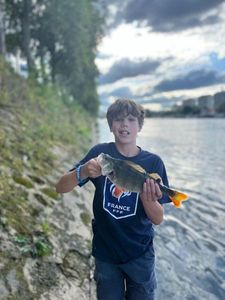 European Perch