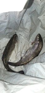 Rainbow Trout