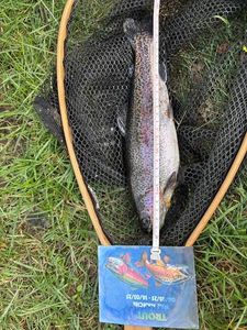 Rainbow Trout