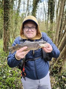Brown Trout