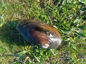 Blue Mussel