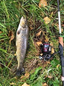 Brown Trout