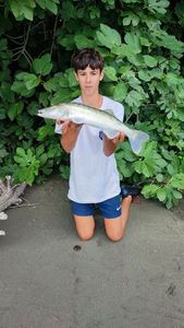 Zander