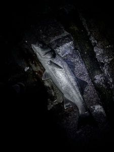 European Bass (Seabass)