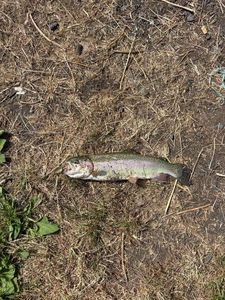 Rainbow Trout