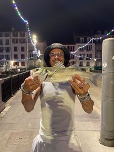 European Bass (Seabass)